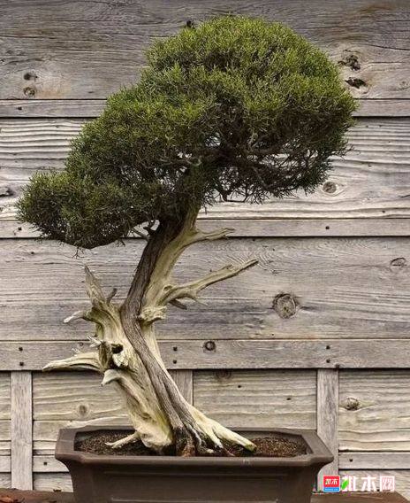 批木网 anywood.com