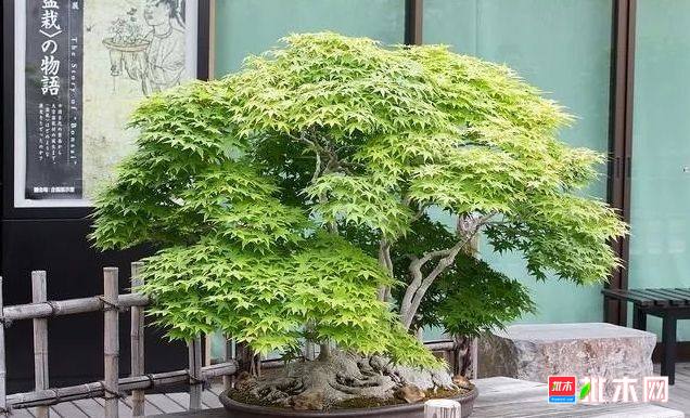 批木网 anywood.com
