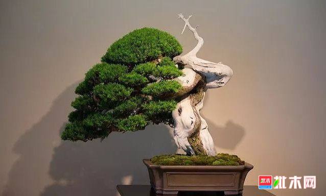 批木网 anywood.com