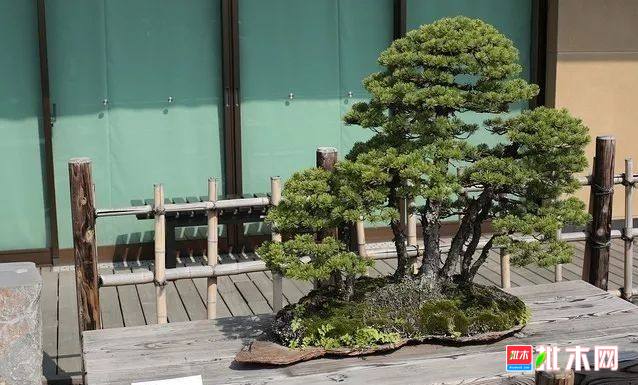 批木网 anywood.com