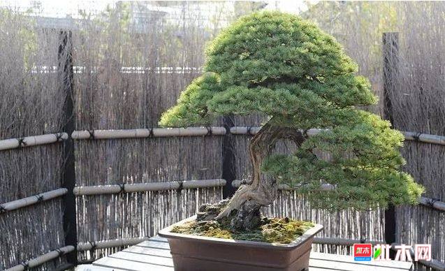 批木网 anywood.com