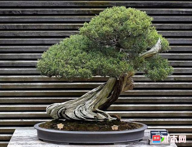 批木网 anywood.com