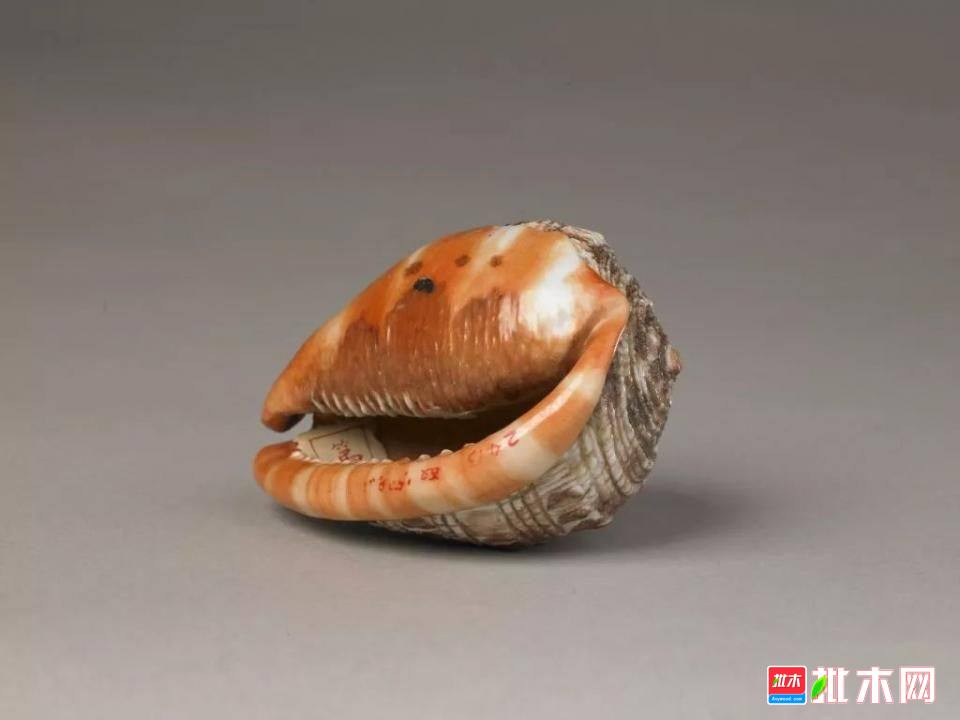 批木网 anywood.com