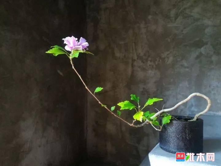 批木网 anywood.com