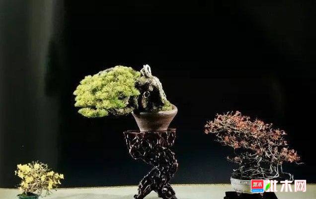 批木网 anywood.com