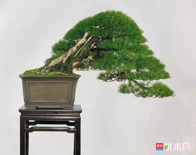 批木网 anywood.com