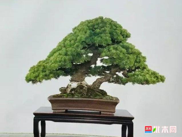 批木网 anywood.com
