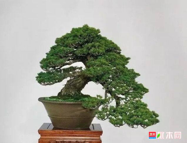 批木网 anywood.com