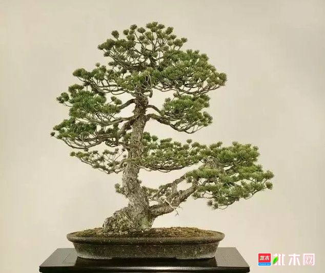 批木网 anywood.com
