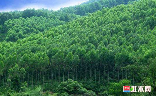 批木网 anywood.com