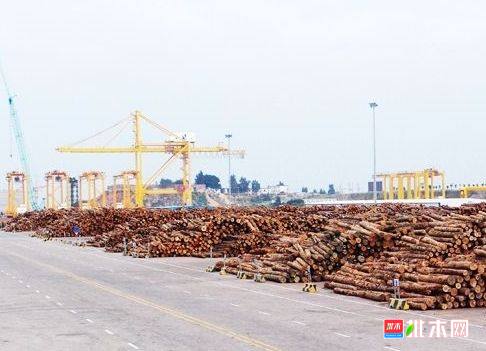 建议禁止非法木材贸易,遏制非法木材采伐
