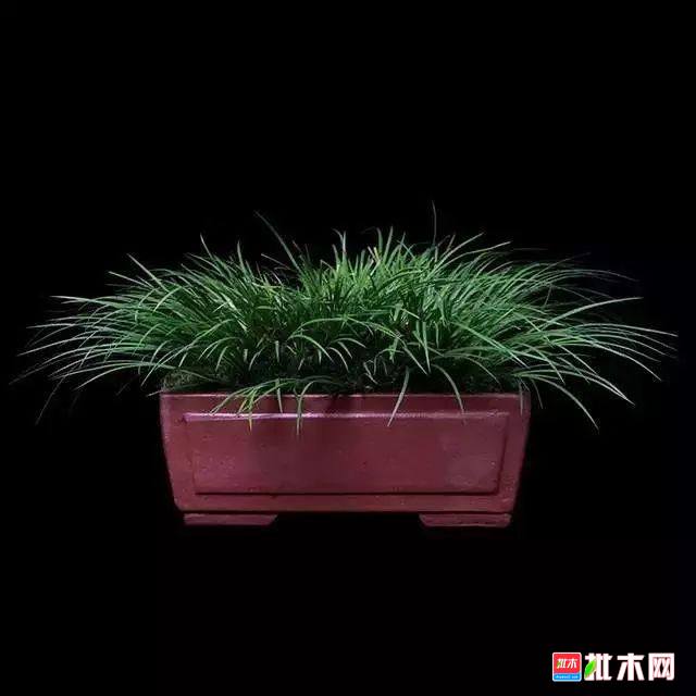 批木网 anywood.com