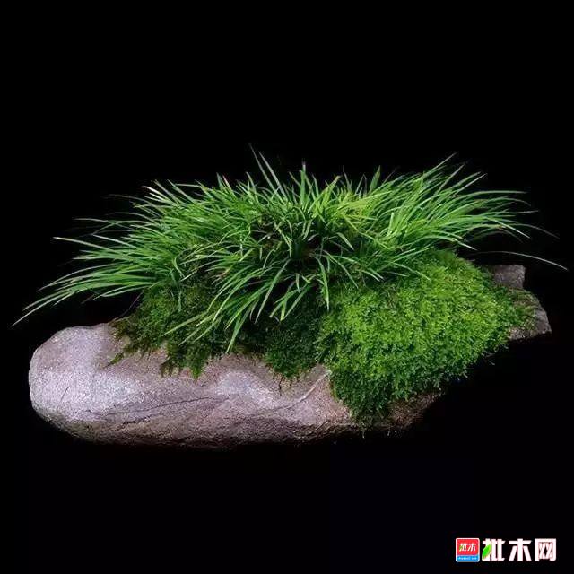 批木网 anywood.com