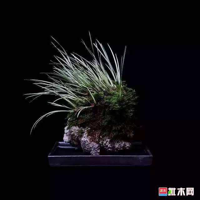 批木网 anywood.com