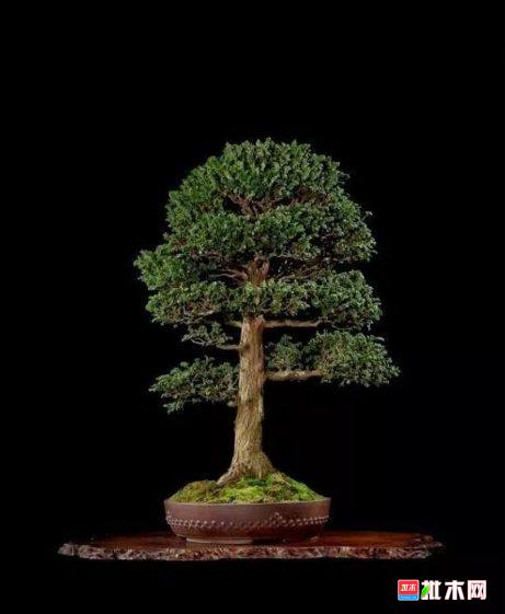 批木网 anywood.com