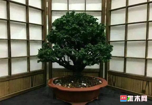 批木网 anywood.com