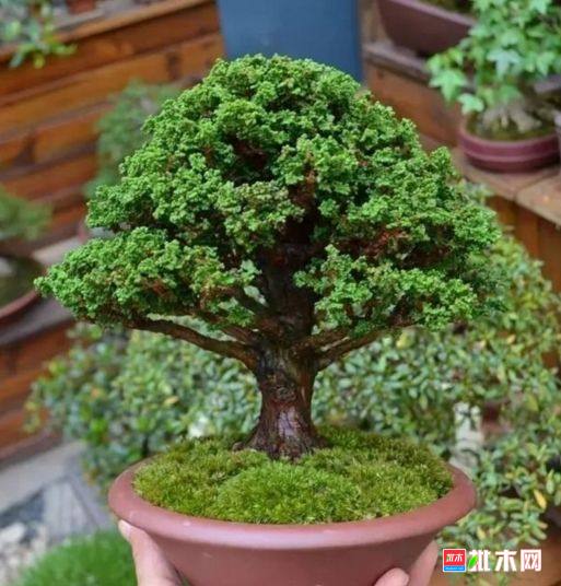 批木网 anywood.com