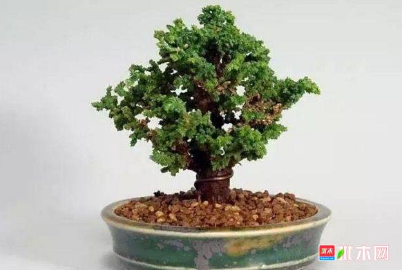 批木网 anywood.com