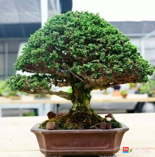批木网 anywood.com