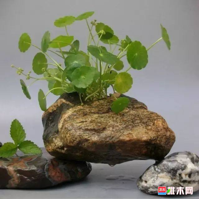 批木网 anywood.com
