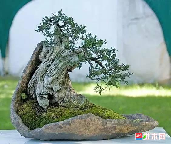批木网 anywood.com