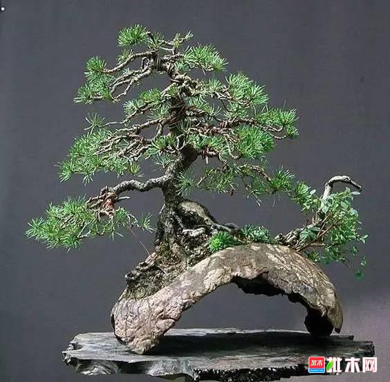 批木网 anywood.com