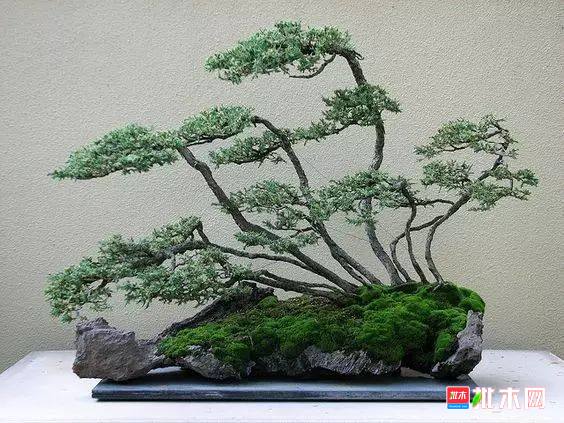 批木网 anywood.com