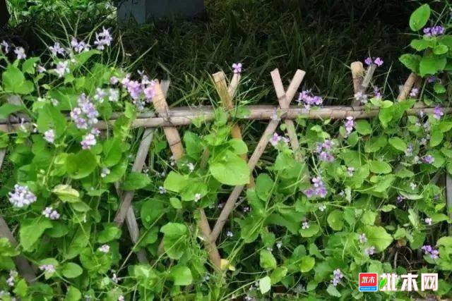 批木网 anywood.com