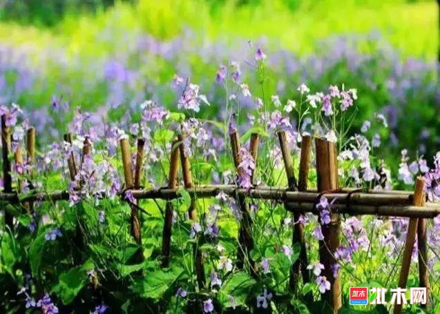 批木网 anywood.com