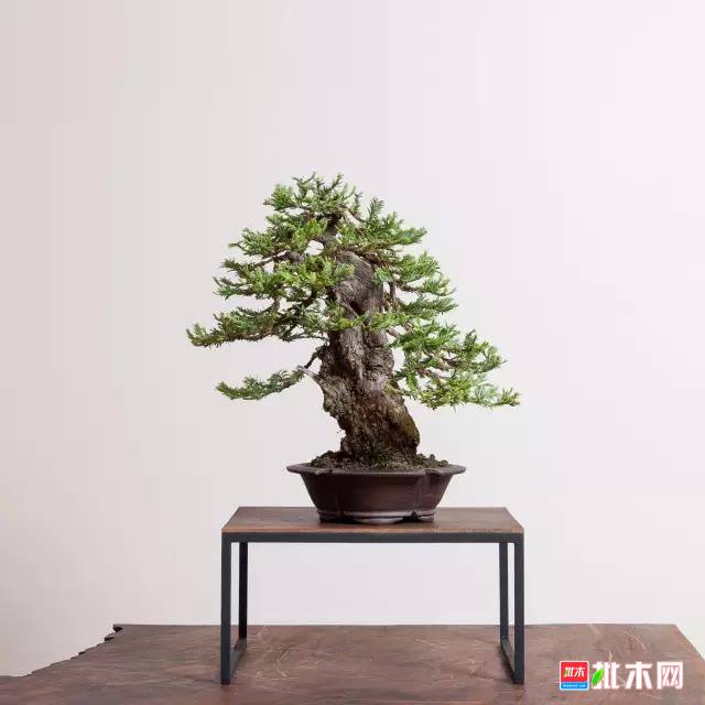 批木网 anywood.com