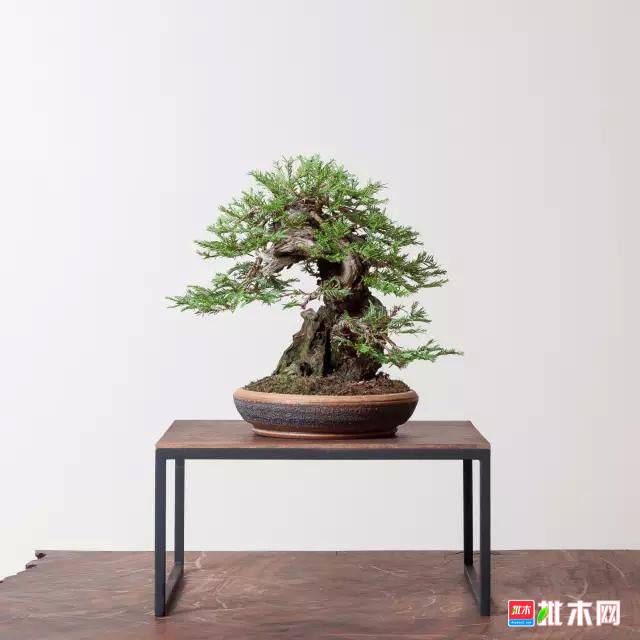 批木网 anywood.com