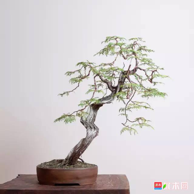 批木网 anywood.com