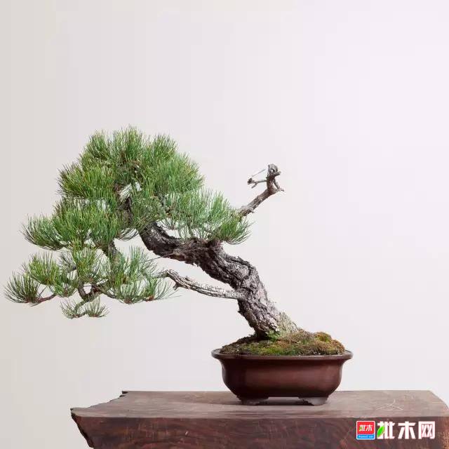 批木网 anywood.com