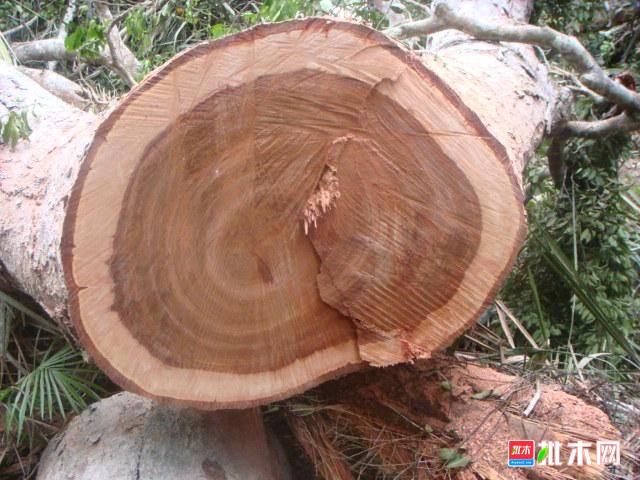 批木网anywood.com