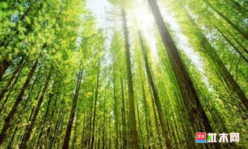 批木网anywood.com