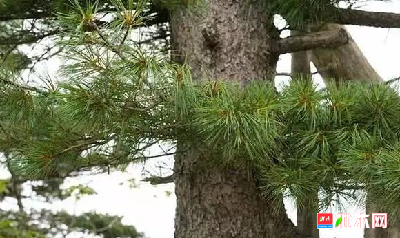 批木网 anywood.com