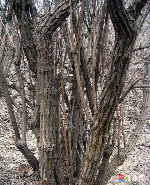 批木网anywood.com