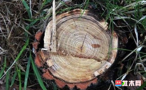 批木网 anywood.com