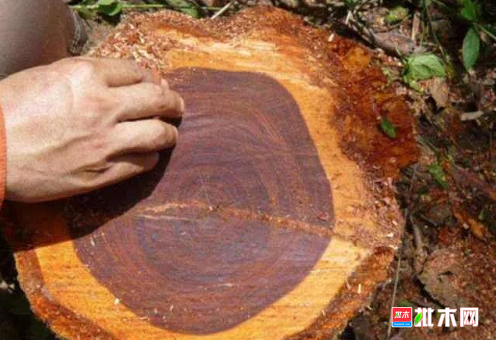 批木网 anywood.com