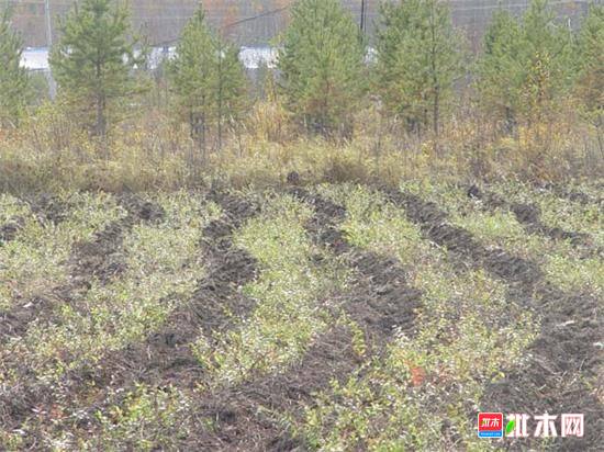 批木网anywood.com