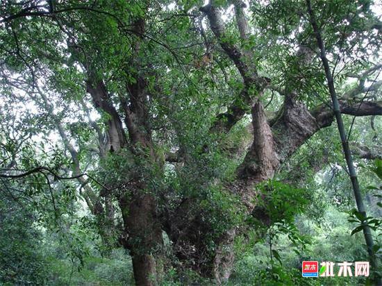 批木网anywood.com
