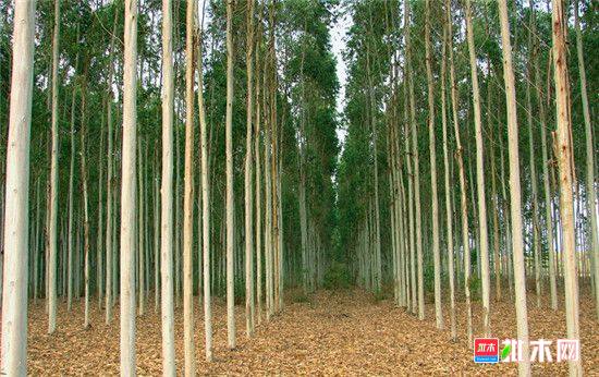 批木网anywood.com