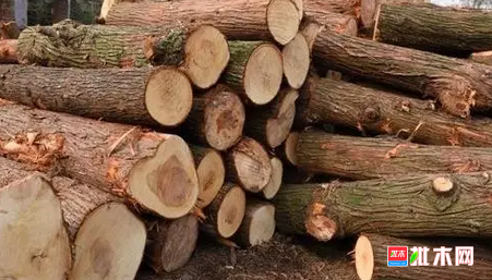 批木网 anywood.com