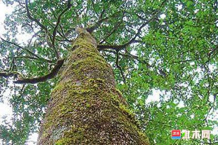 批木网anywood.com