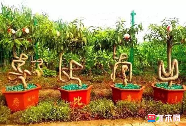 批木网anywood.com