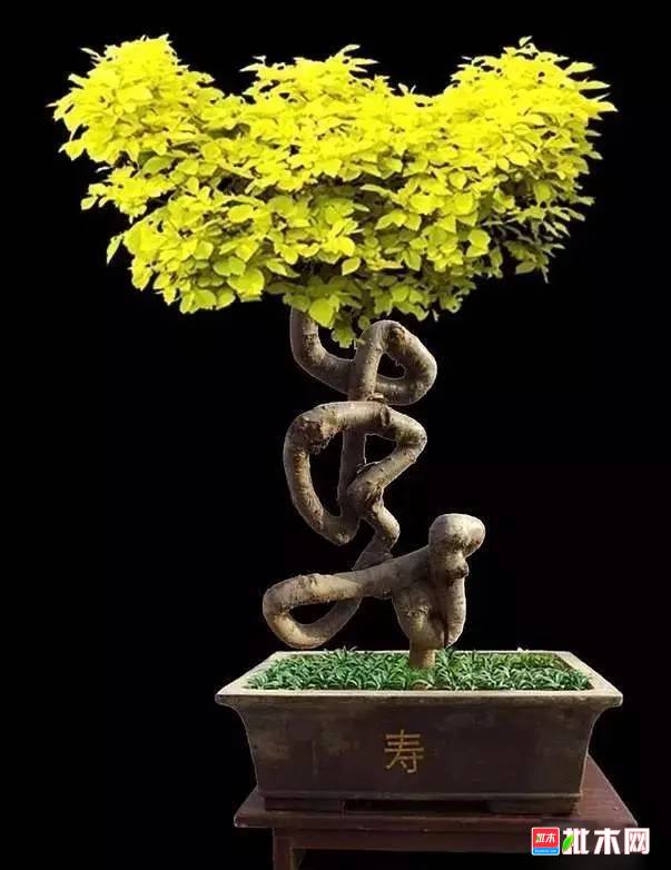 批木网anywood.com
