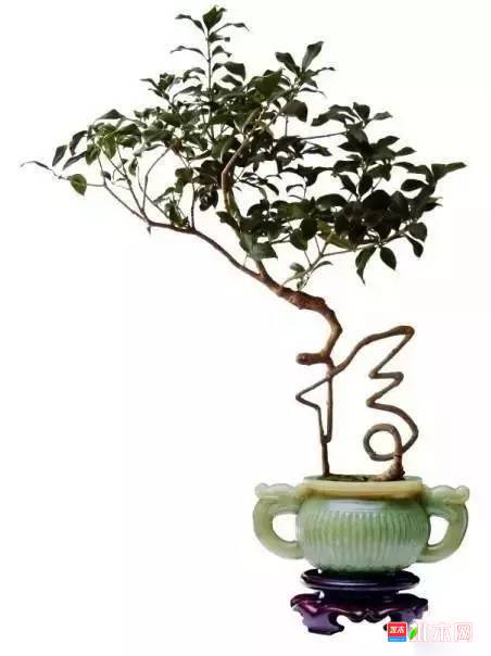 批木网anywood.com