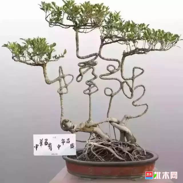 批木网anywood.com