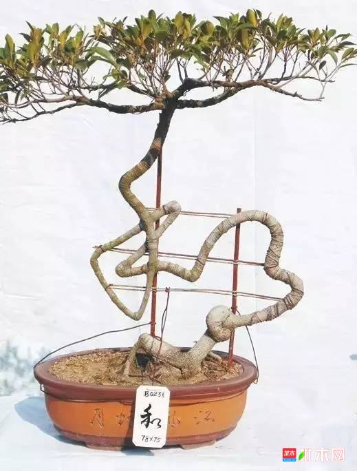 批木网anywood.com