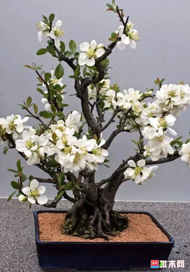 批木网anywood.com